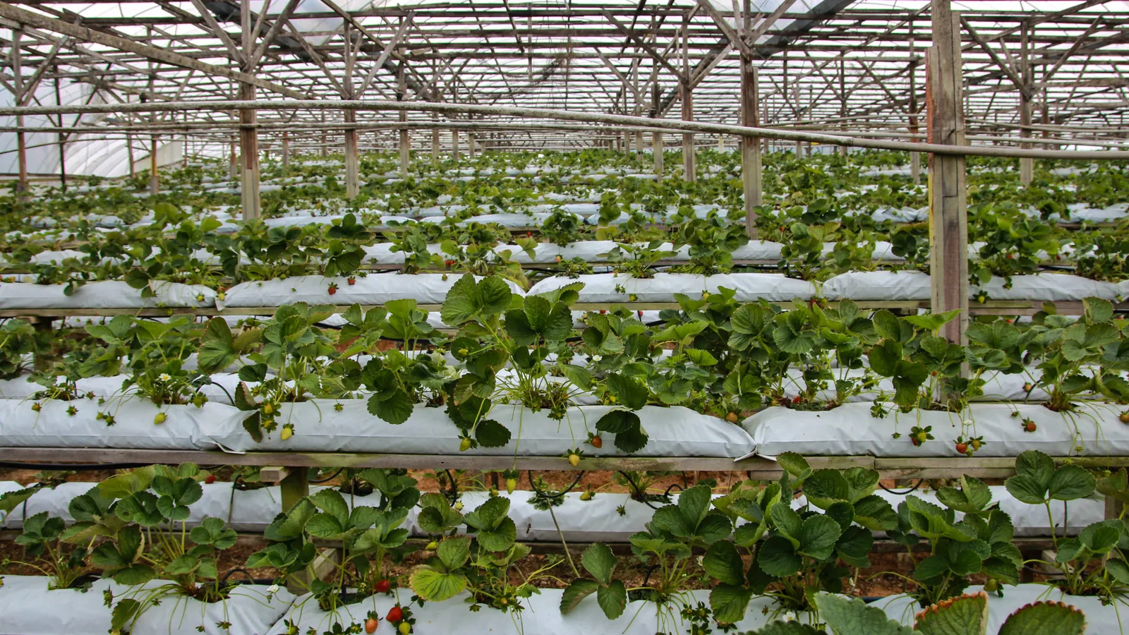 Rows of raised strawberry beds with ripe red berries inside a covered greenhouse in Cameron Highlands