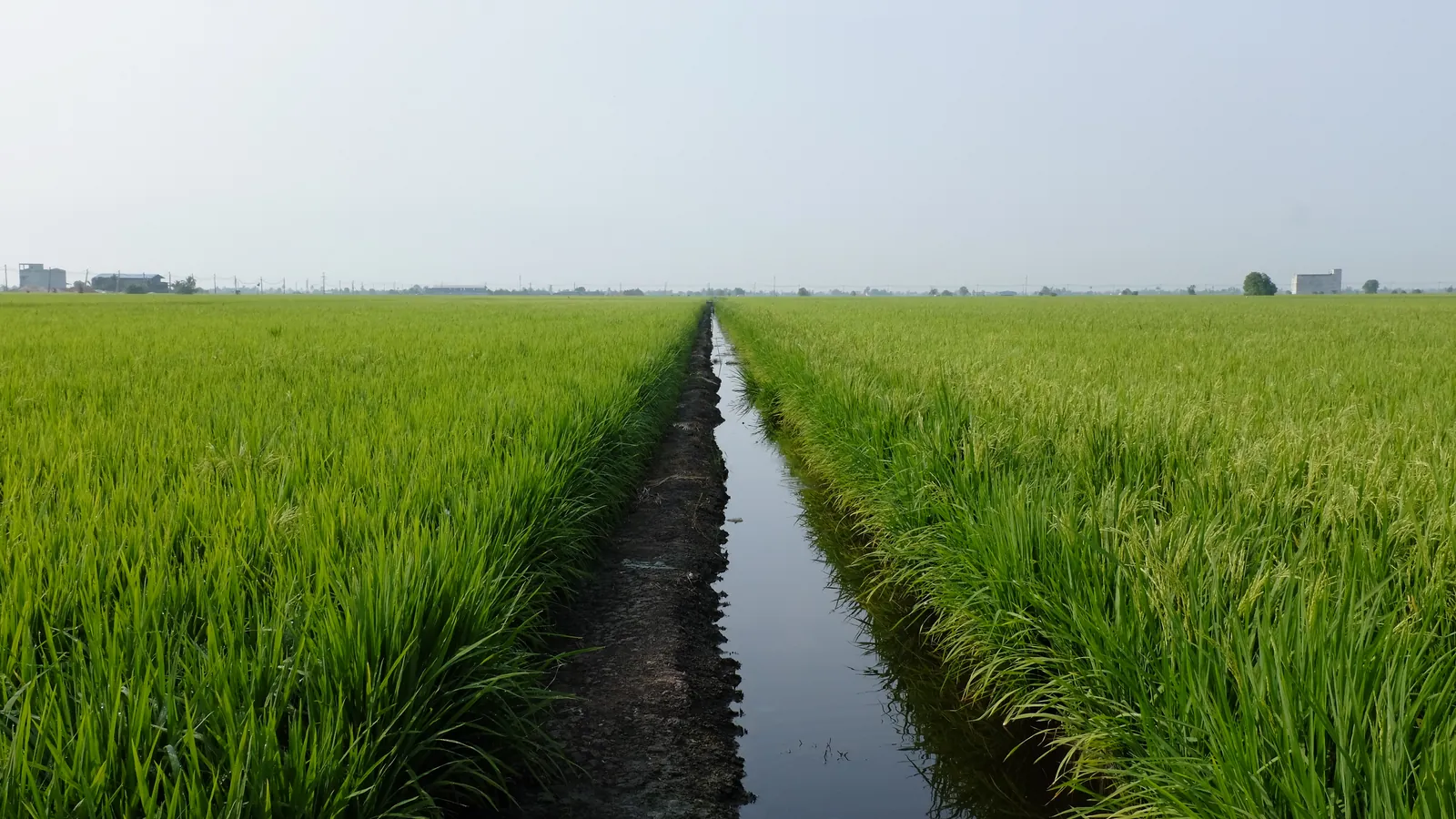Green rice fields divided by a narrow irrigation channel under a pale sky in Sekinchan, Selangor