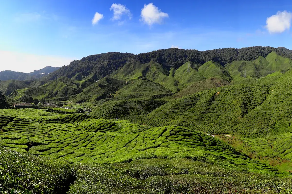 Rolling green tea plantation hills in Cameron Highlands, Pahang