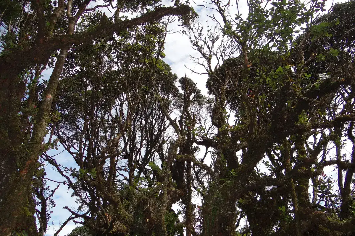 Twisted moss-covered trees in the Mossy Forest near Brinchang